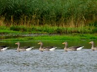 Gans - Geese